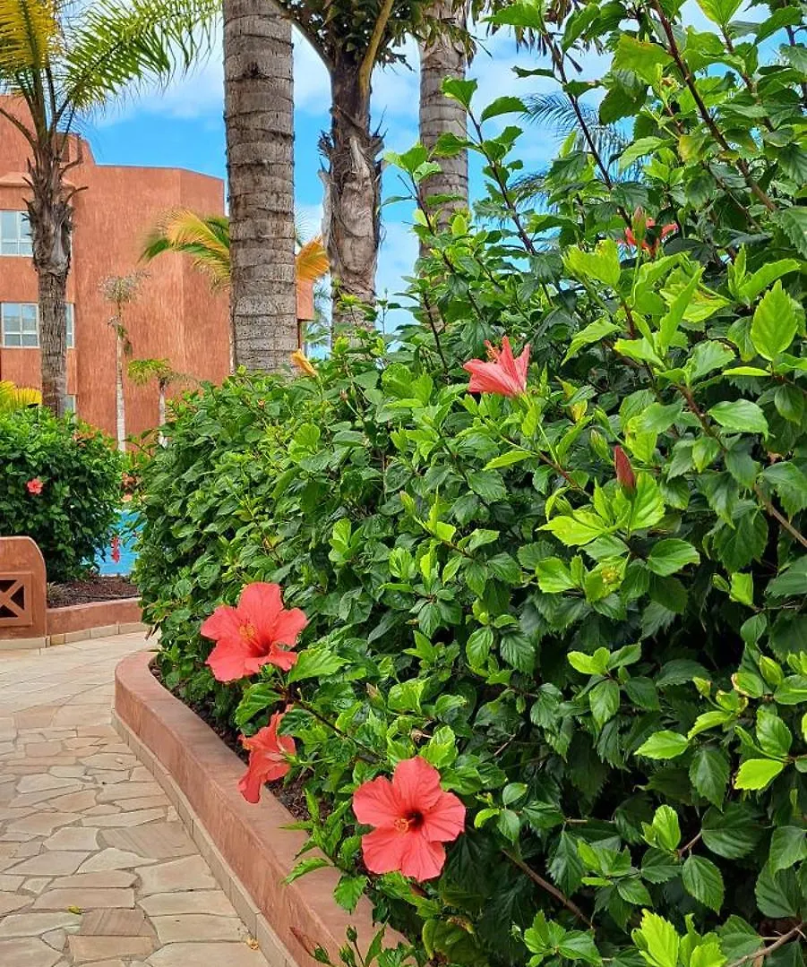 Appartement Casa Beno à Palm-mar